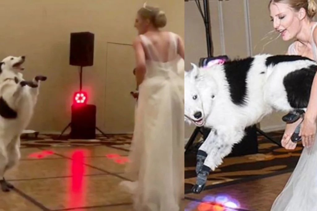 Viral Video: Dog joins the dance floor with the bride; Netizens are in love with the cute moment