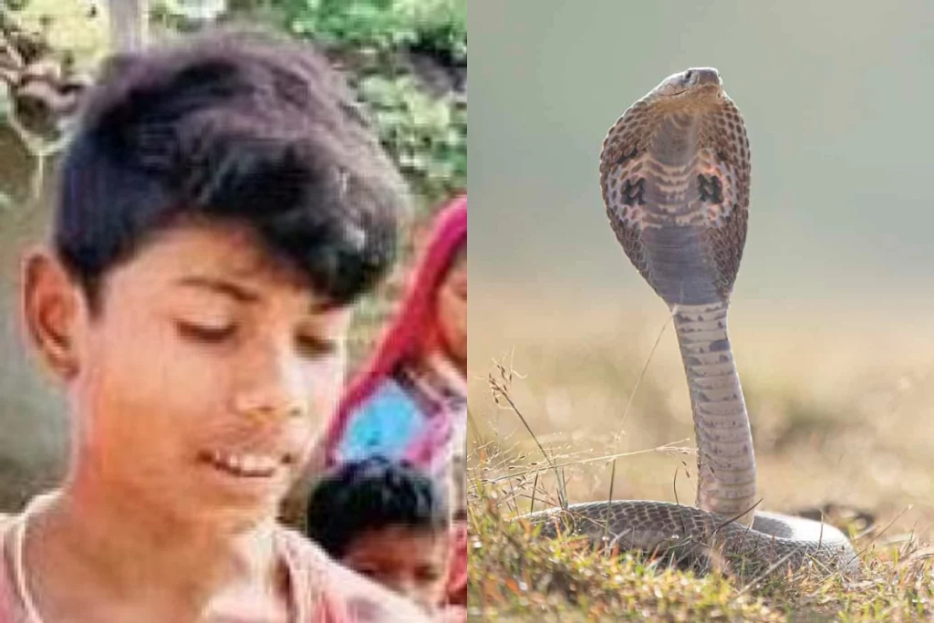 Chattisgarh Reverse card Cobra dies after a 8 year old boy bit him in anger