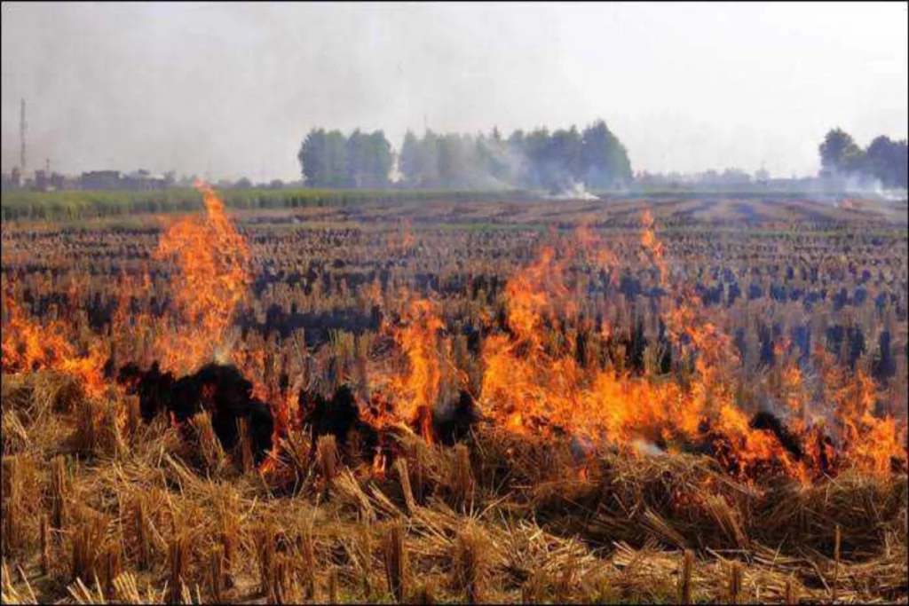 Stubble burning