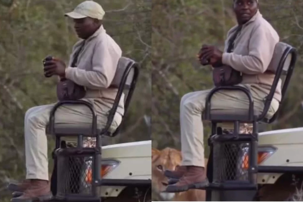 Viral Video Scary, but funny Man gets a surprise visit from lioness in the jungle; What happened next is spine-chilling