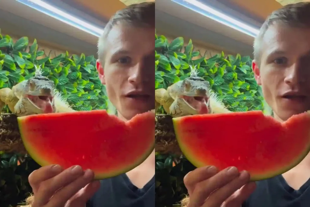 Viral Video Sharing is Caring Man eats watermelon with his pet lizard; Netizens left in awe