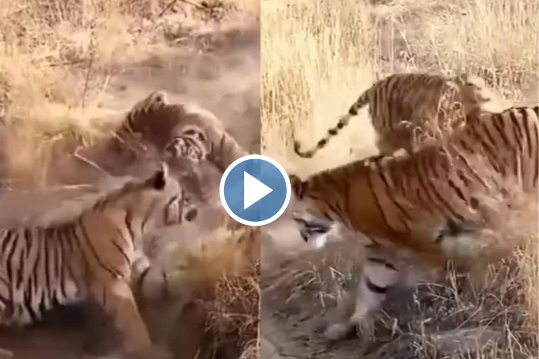 Viral Video What Happens When Two Mighty Tigers Face Off Watch The Thrilling Video Here 