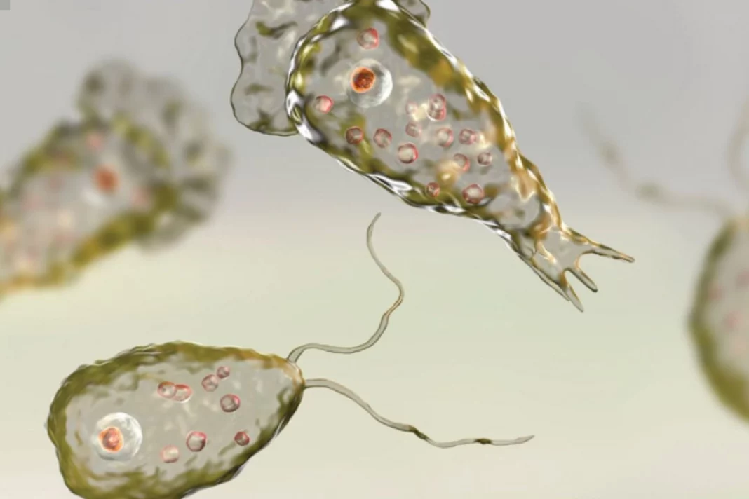 Naegleria Fowleri: "Brain-eating Amoeba" Claims First Life In South Korea