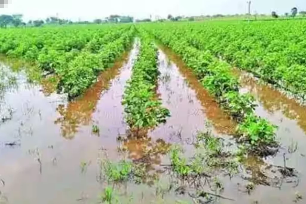 Punjab rainfall