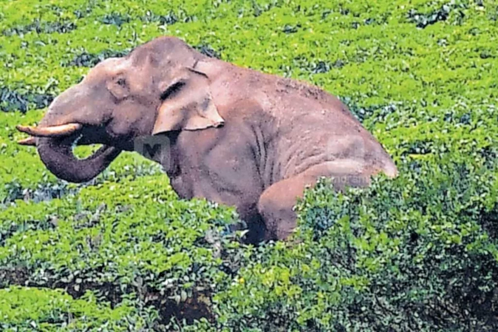 Tamil Nadu Elephant