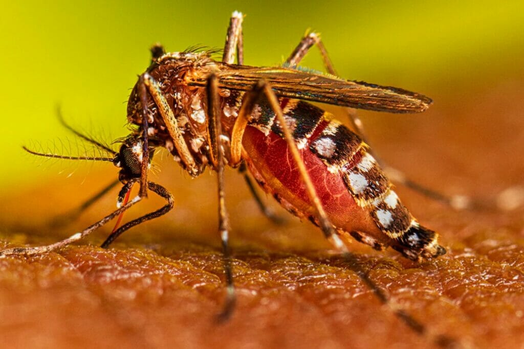 Dengue cases on rise