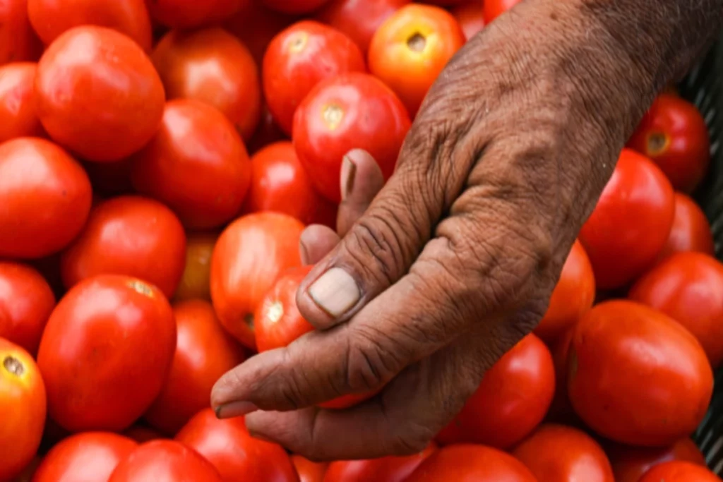 Tomato price