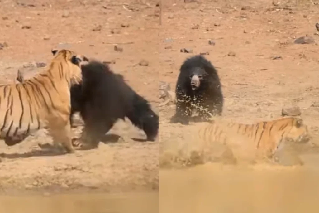 Animal Viral Video: Mother Bear fights with Tiger to save its baby; Watch to know the outcome