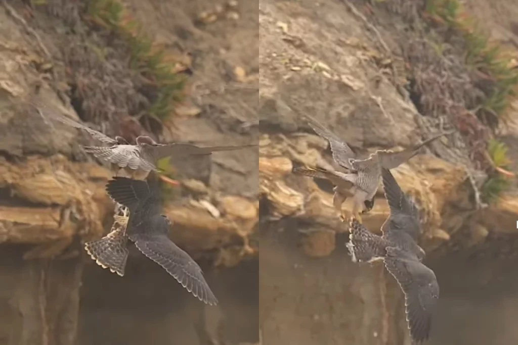 Viral Video of a Baby Peregrine Falcon steals food from its MotherBaby Peregrine Falcon steals food from its Mother