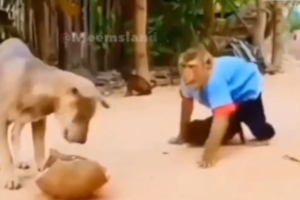 Animal Viral Video