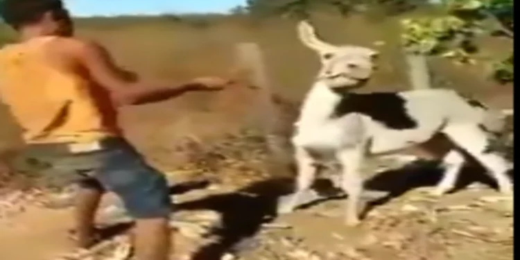 Animal Viral Video
