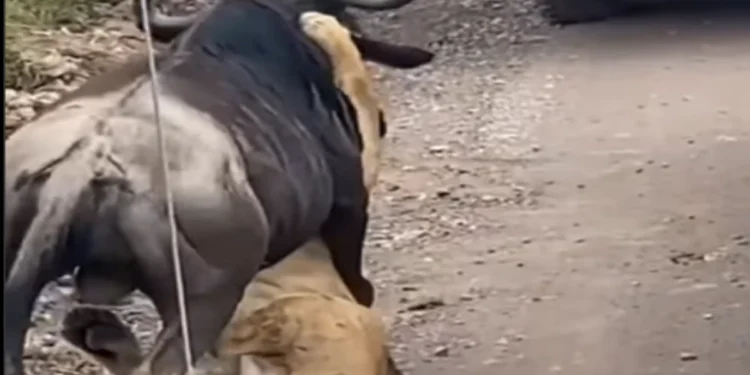 Animal Viral Video